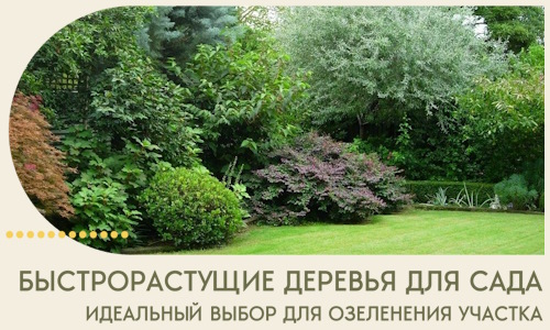 Быстрорастущие деревья для сада идеальный выбор в Сердобске