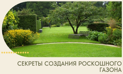 Секреты создания роскошного газона в Сердобске