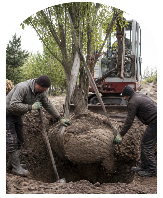Пересадка деревьев в Сердобске под ключ с гарантией сохранности